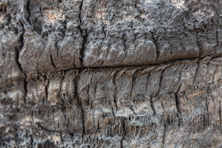 Close-up view of textured tree bark showing intricate details and natural patternsの写真素材