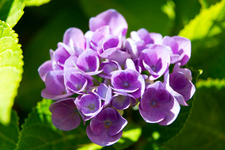 Pink hydrangea flowers are blooming in a garden