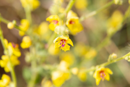 Lavender flowers blooming in a field with a shallow depth of field