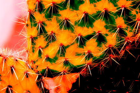 Cactus growing in the desert is reaching for the sunlightの写真素材