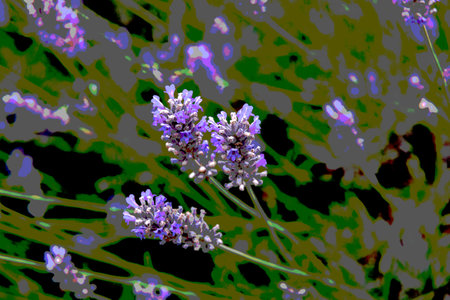 Lavender flowers blooming in a field with a shallow depth of fieldの写真素材
