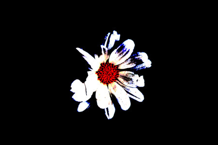 Lavender flowers blooming in a field with a shallow depth of fieldの写真素材