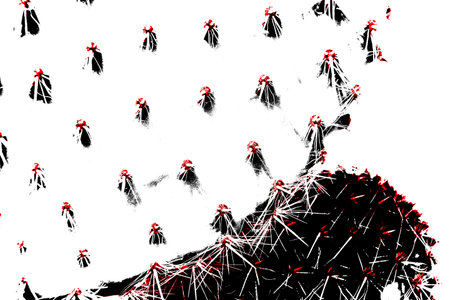 Cactus growing in the desert is reaching for the sunlightの写真素材