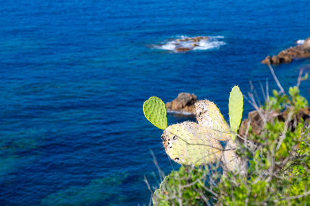 Cactus growing is reaching for the sunlightの写真素材