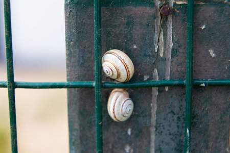 Snail is clinging to a rusty metal fence post with peeling green paintの写真素材