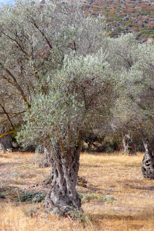 Olive grove showing ancient knotted olive trees growing in dry grassの写真素材