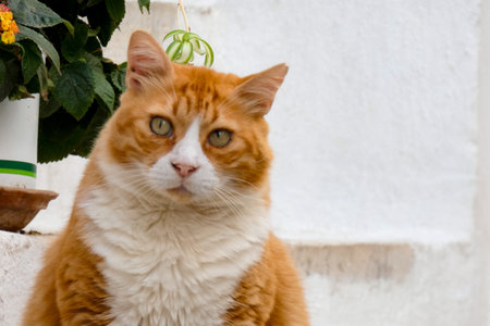 Greek stray cat sitting quietly on a stone paved street in Greeceの写真素材