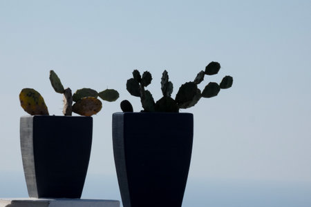 Two potted cacti are growing under a clear sky, creating a simple yet beautiful compositionの写真素材