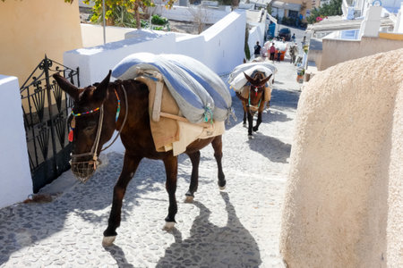 Donkeys transporting goods along a paved street in Santorini, a popular tourist destination in Greeceの写真素材