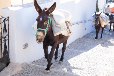 Donkeys transporting goods along a paved street in Santorini, a popular tourist destination in Greeceの写真素材
