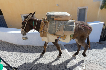 Donkeys transporting goods along a paved street in Santorini, a popular tourist destination in...