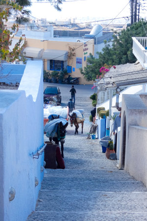 Donkeys transporting goods along a paved street in Santorini, a popular tourist destination in Greeceの写真素材