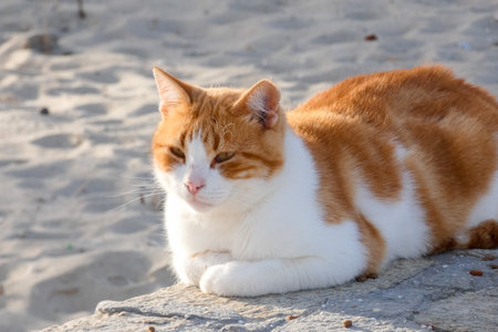 Greek stray cat sitting quietly on a stone paved street in Greeceの写真素材