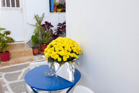 Yellow chrysanthemum flowers blooming in a pot wrapped in silver paper, creating a vibrant display of color and textureの写真素材