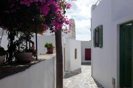 Vibrant bougainvillea brings a splash of color to a charming alley in a traditional Greek island villageの写真素材