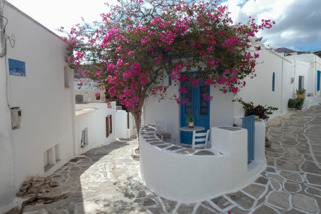 Vibrant bougainvillea brings a splash of color to a charming alley in a traditional Greek island villageの写真素材