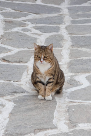 Greek stray cat sitting quietly on a stone paved street in Greece