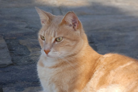 Greek stray cat sitting quietly on a stone paved street in Greeceの写真素材