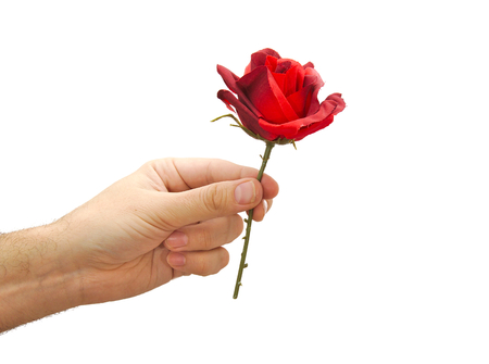 Red rose in man hand isolated on white background. Valentines day conceptの写真素材