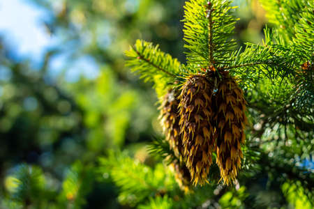 Pine cone and pine needles. Unfocused trees and blue sky at the background.