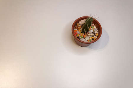 One small cactus on a plastic pot. White backgroundの写真素材