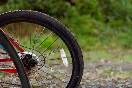 Bicycle back wheel receiving afternoon sunlight. Green foliage backgroundの写真素材