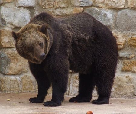 Bear standing at the zooの写真素材