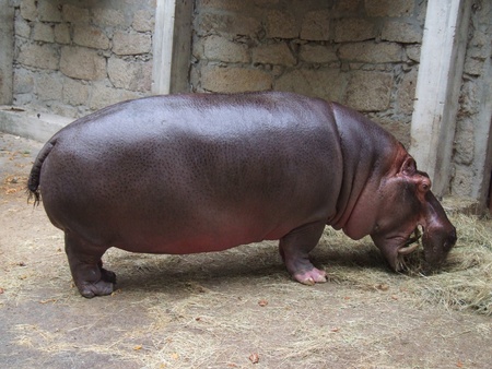 Large hippopotamus eating at the zooの写真素材