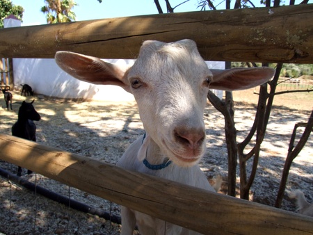 Close portrait of a white goat looking through the fenceの写真素材