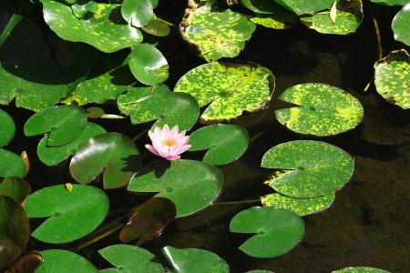 Lake with Nenufars and a flowerの写真素材