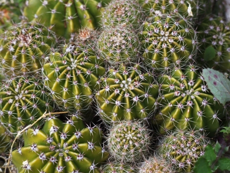 cactusの写真素材