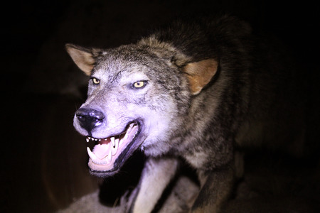 Mad wolf showing teeth lightened by headlampの写真素材