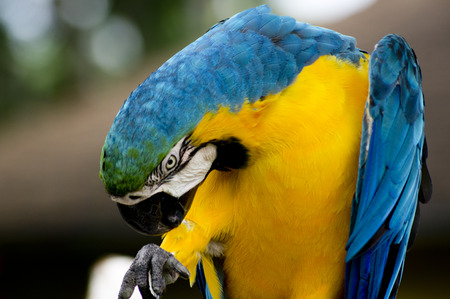 exotic Macawの写真素材