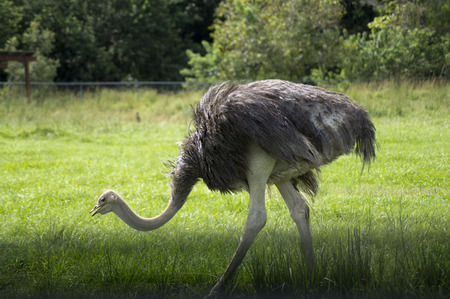 ostrich