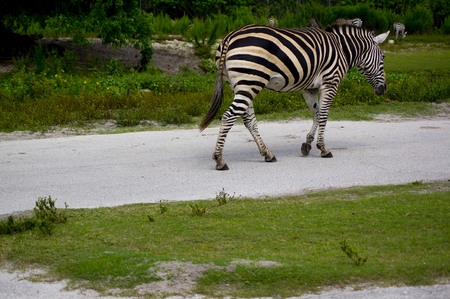 zebraの写真素材