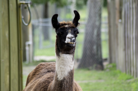 Llamaの写真素材