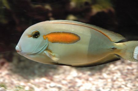 Fish with orange spot
