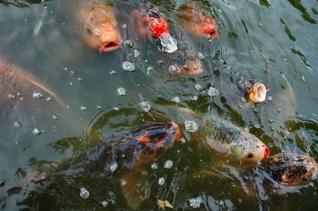 Fishesの写真素材