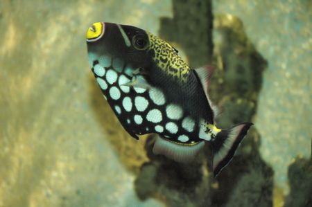 Fishの写真素材