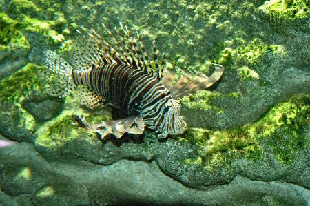 Fishの写真素材