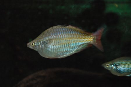 Silvered fishの写真素材