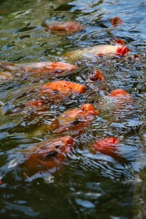 Fishes competing for foodの写真素材
