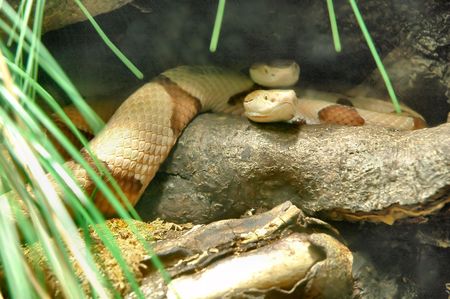 Couple of snakes