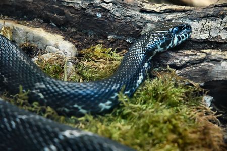 Black snake