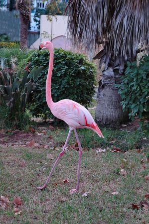 Pink flamingoの写真素材
