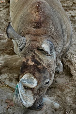 Rhinocerosの写真素材