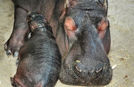 Hippopotamusの写真素材