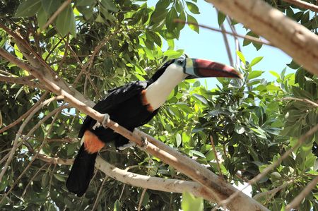 Toucan