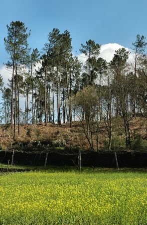 Plants and treesの写真素材