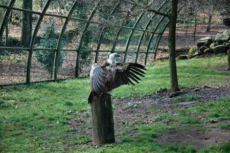 Vultureの写真素材